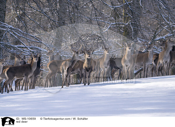 red deer / WS-10659