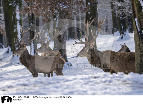 red deer / WS-10662