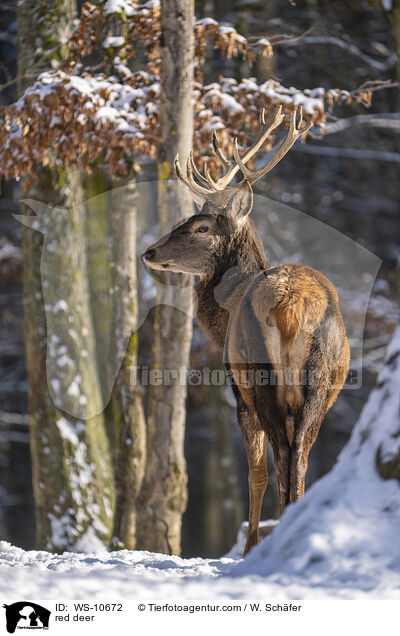red deer / WS-10672