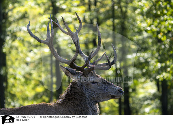 Rothirsch / Red Deer / WS-10777