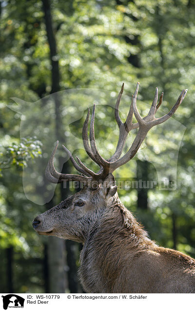 Rothirsch / Red Deer / WS-10779