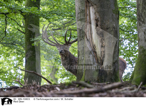 Rothirsch / Red Deer / WS-10803