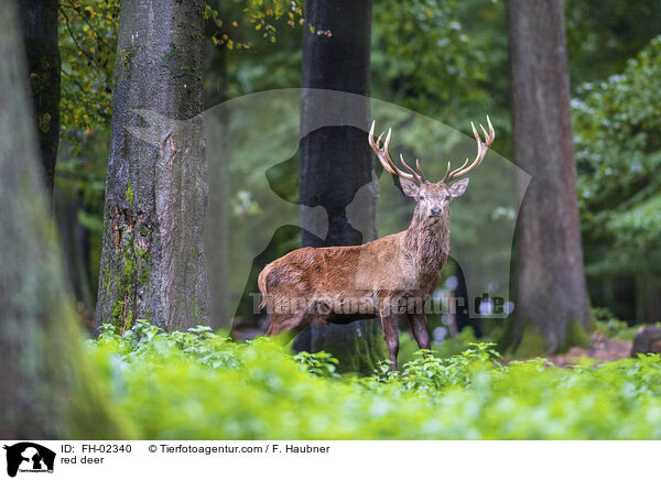 red deer / FH-02340