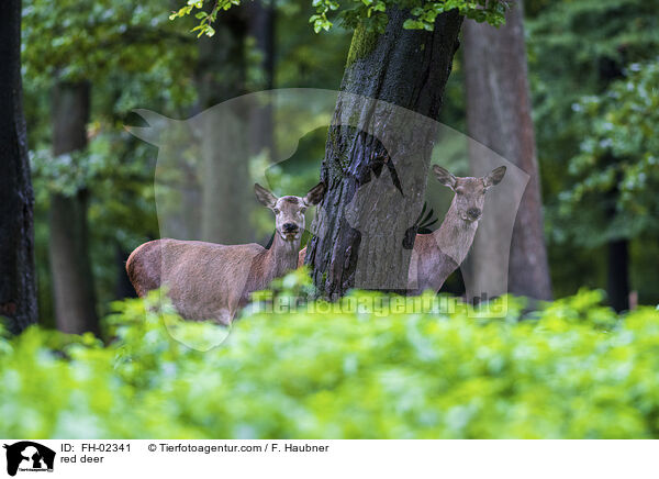 red deer / FH-02341