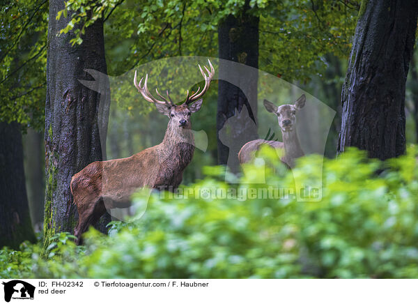 red deer / FH-02342