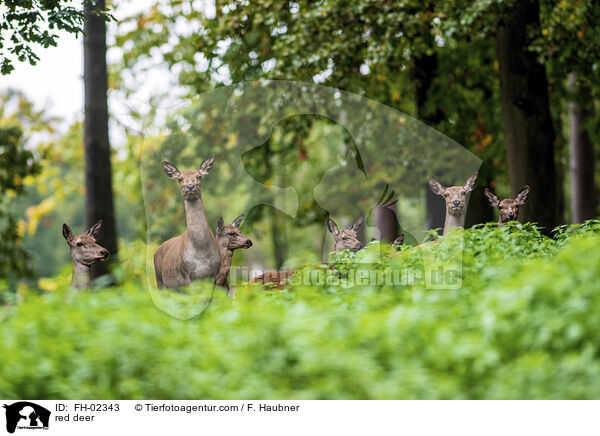 red deer / FH-02343