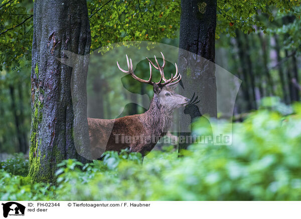 red deer / FH-02344