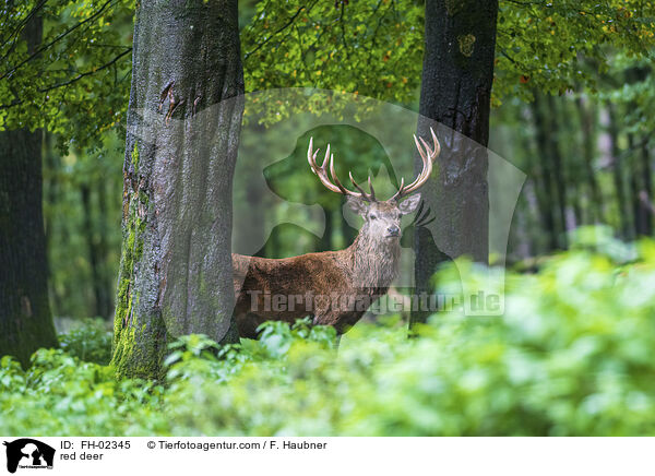 red deer / FH-02345