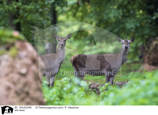 red deer / FH-02346