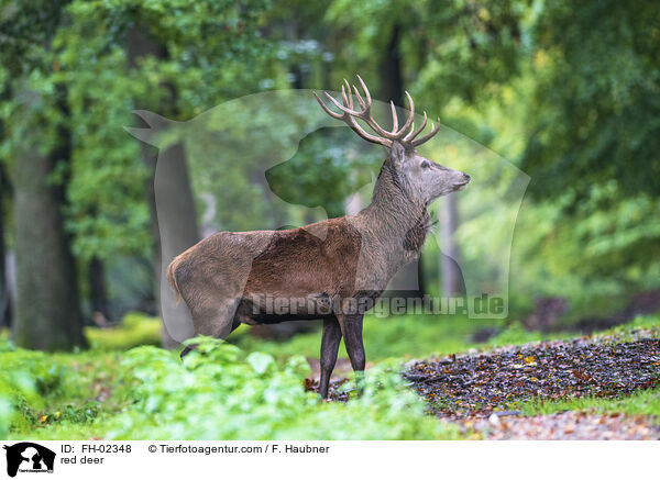 red deer / FH-02348