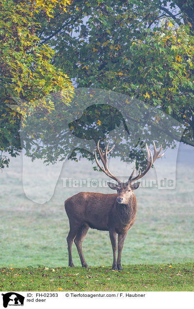 red deer / FH-02363