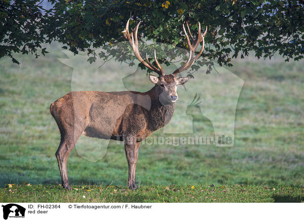 red deer / FH-02364