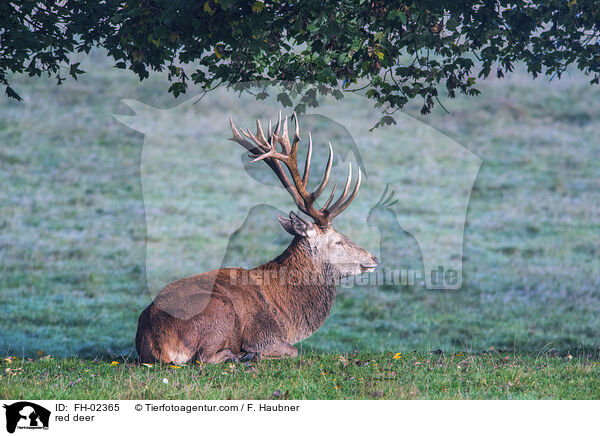 red deer / FH-02365