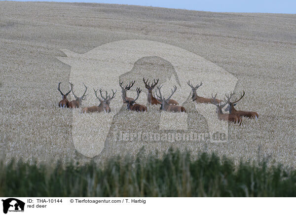 red deer / THA-10144