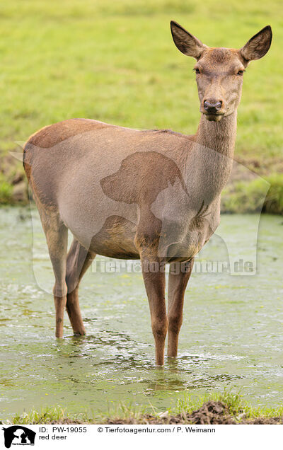 Rothirsch / red deer / PW-19055