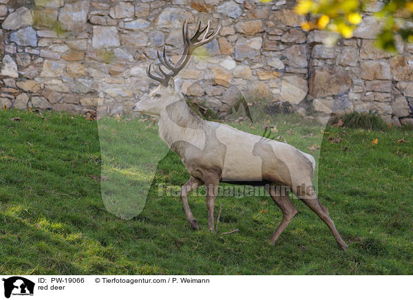 red deer / PW-19066