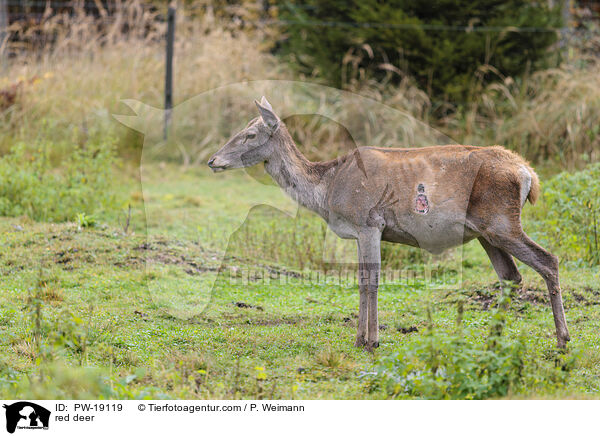 Rothirsch / red deer / PW-19119