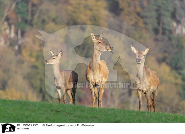 Rothirsch / red deer / PW-19152