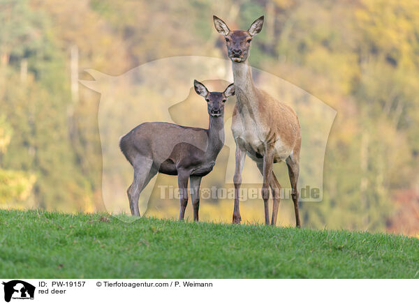 Rothirsch / red deer / PW-19157