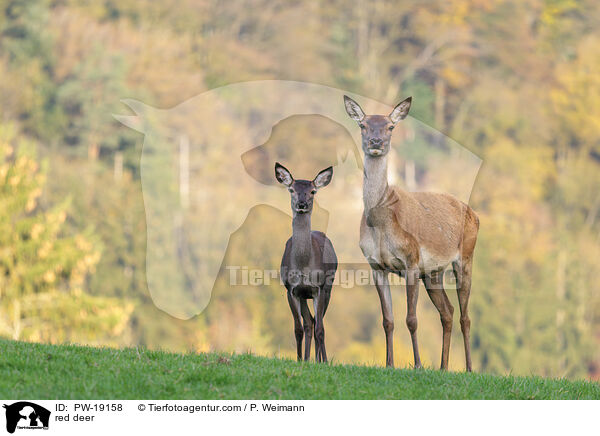 red deer / PW-19158