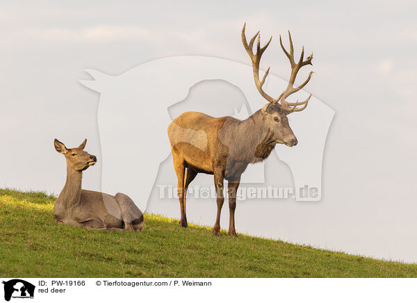 red deer / PW-19166