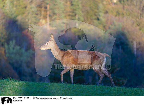Rothirsch / red deer / PW-19195