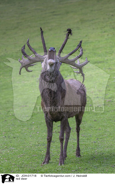 Rothirsch / red deer / JOH-01718