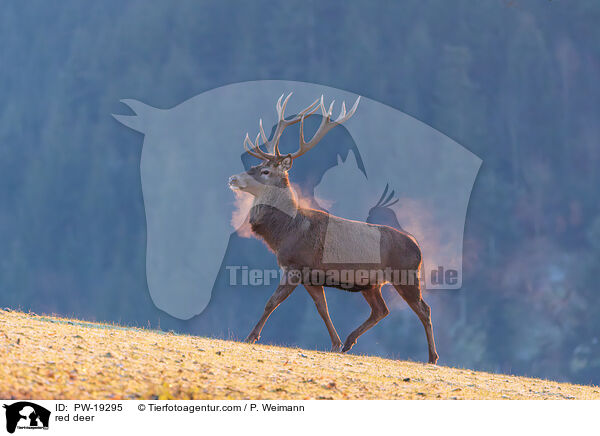 Rotwild / red deer / PW-19295