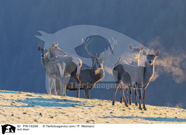Rotwild / red deer / PW-19298