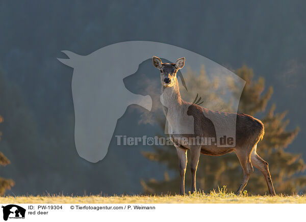 Rotwild / red deer / PW-19304