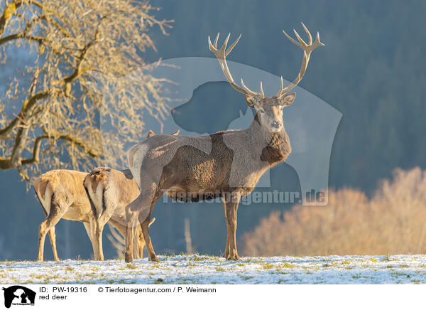 red deer / PW-19316