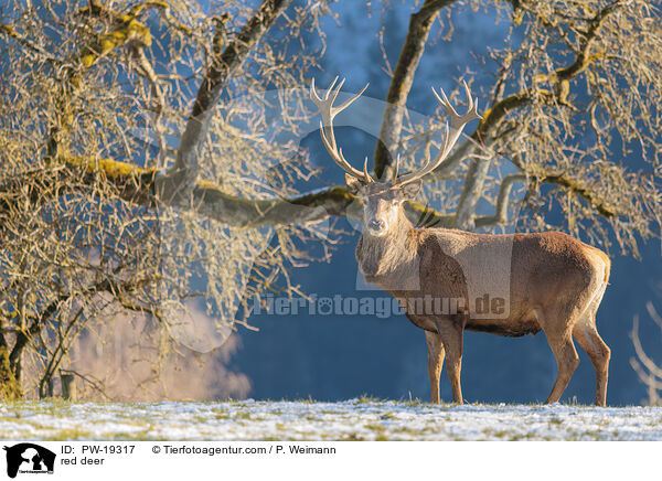 red deer / PW-19317