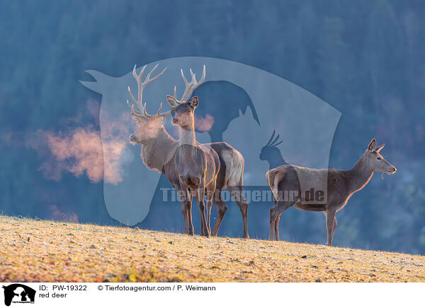 Rotwild / red deer / PW-19322