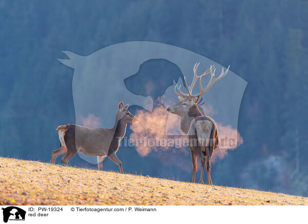 Rotwild / red deer / PW-19324