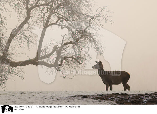 Rotwild / red deer / PW-19336