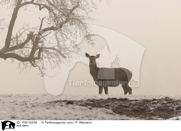red deer / PW-19338