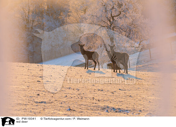 Rotwild / red deer / PW-19341