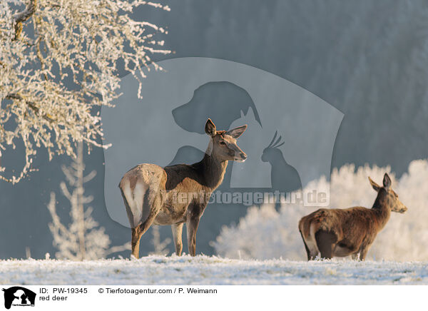 red deer / PW-19345