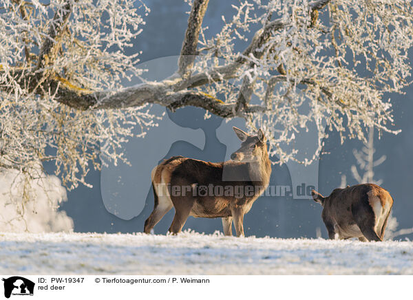 red deer / PW-19347