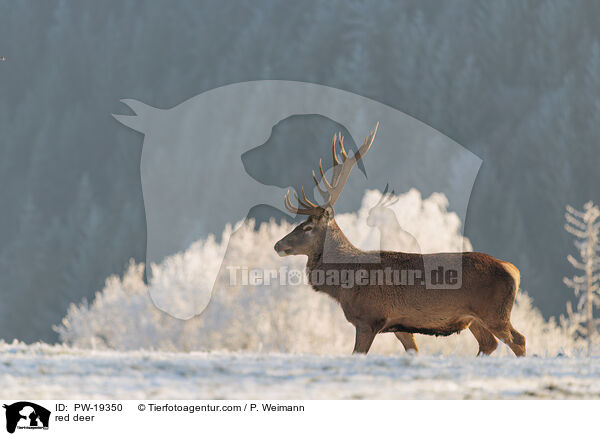 Rotwild / red deer / PW-19350