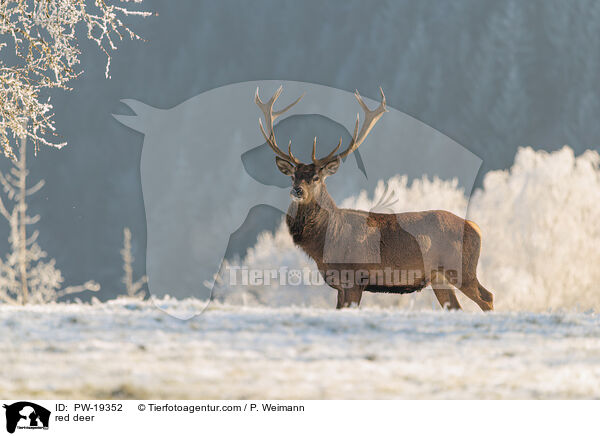 red deer / PW-19352