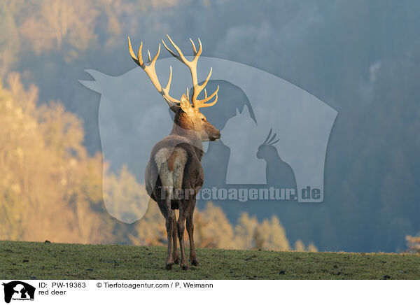 red deer / PW-19363