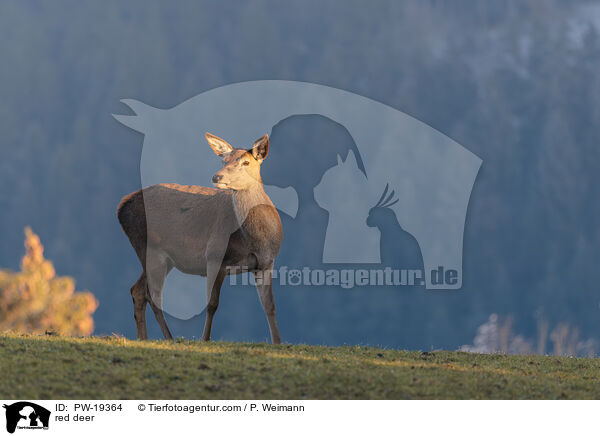 Rotwild / red deer / PW-19364