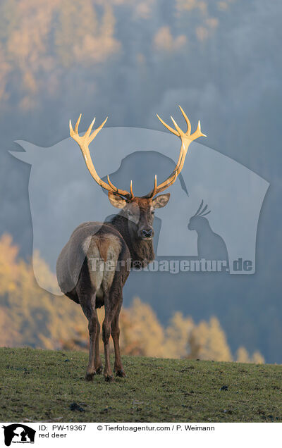 red deer / PW-19367
