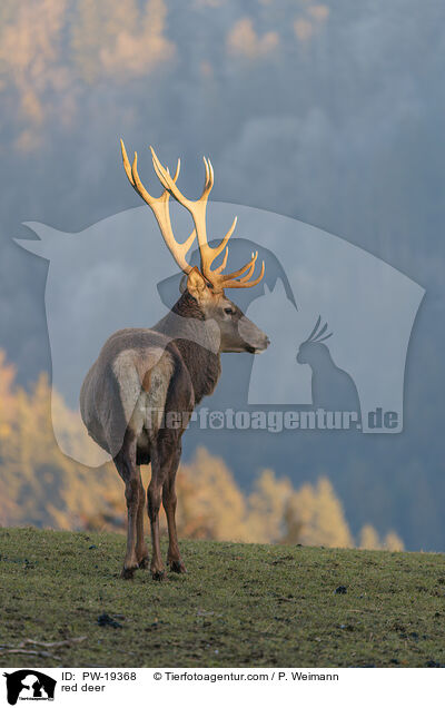 Rotwild / red deer / PW-19368