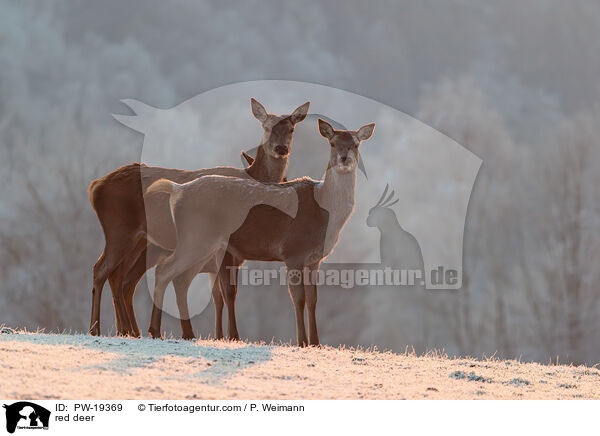 Rotwild / red deer / PW-19369