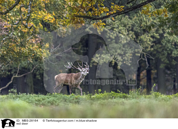 Rotwild / red deer / MBS-28164
