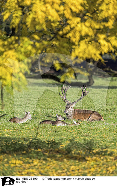 Rotwild / red deer / MBS-28190