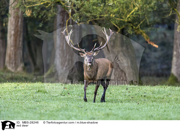 red deer / MBS-28246