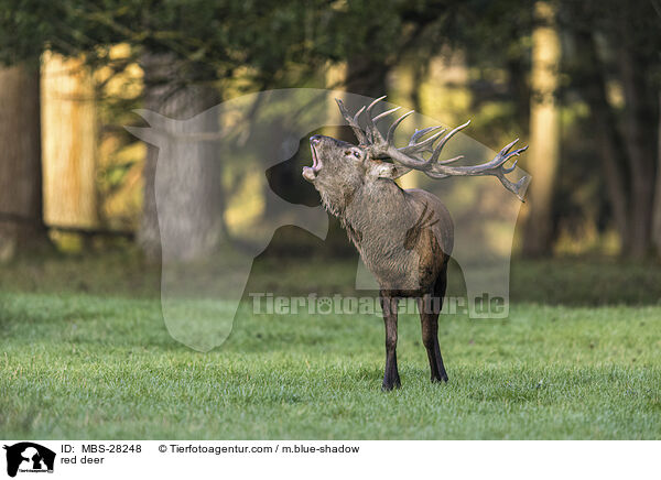 Rotwild / red deer / MBS-28248